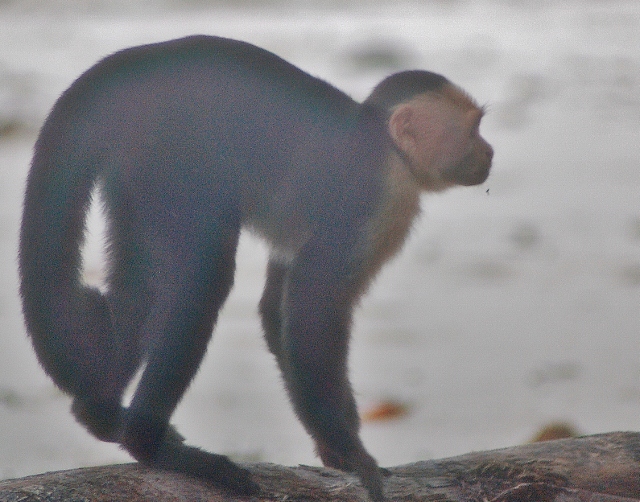 a white-faced capuchin